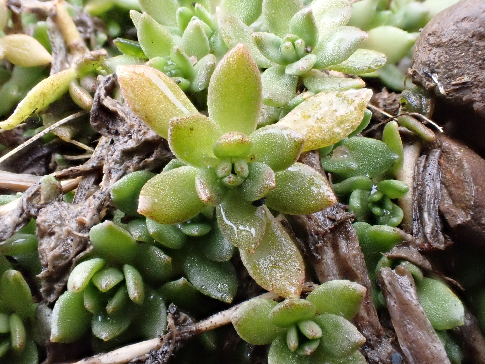 Imagem de sedum