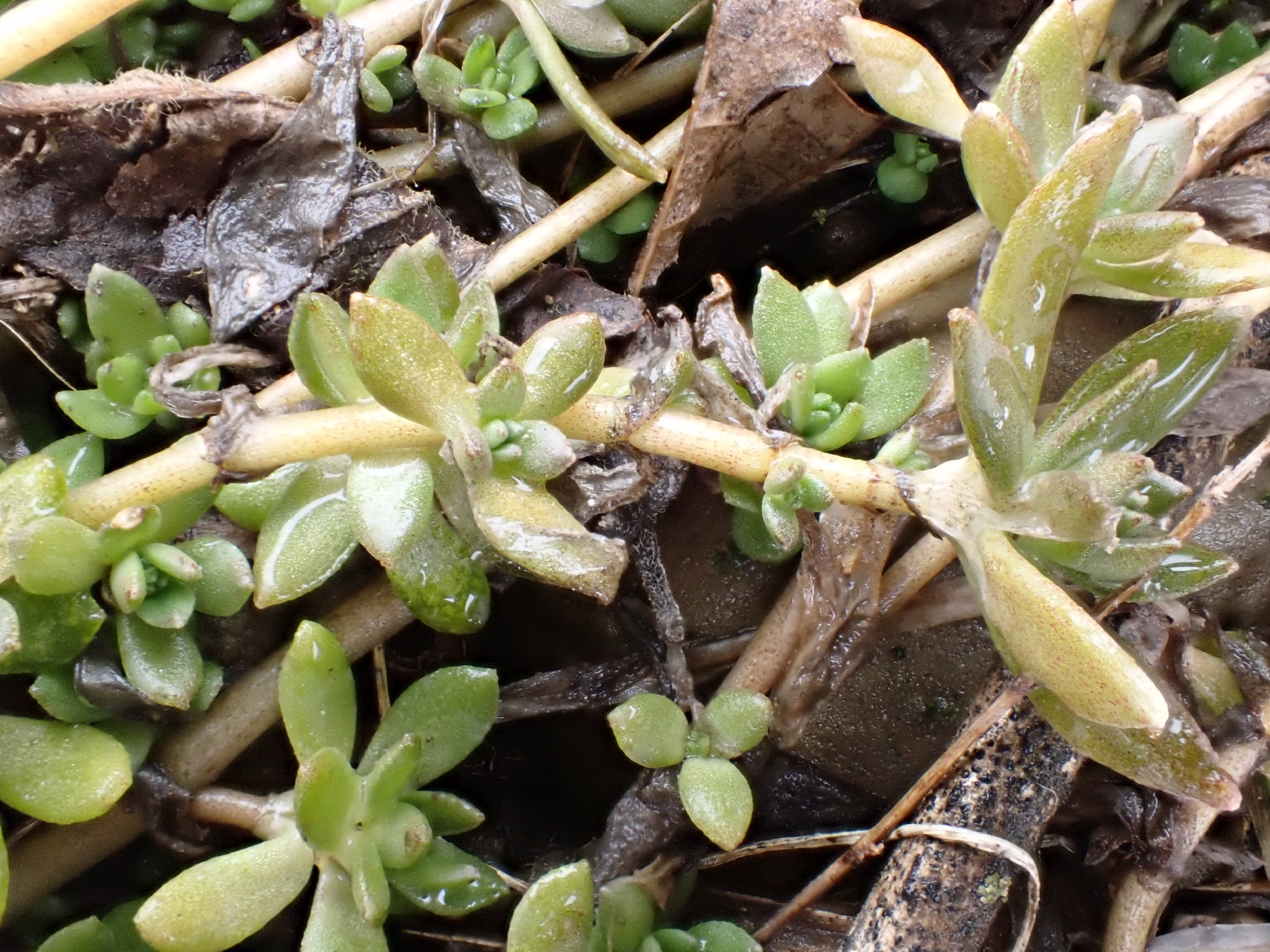 Imagem de sedum