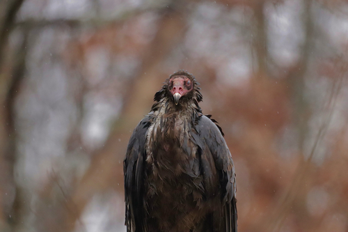 Turkey Vulture photographed in Kentucky