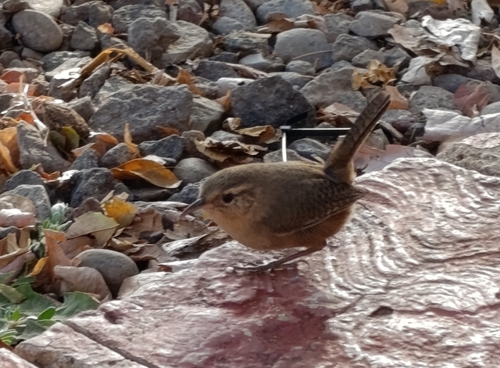 Socorro Wren (Troglodytes sissonii), photo 10