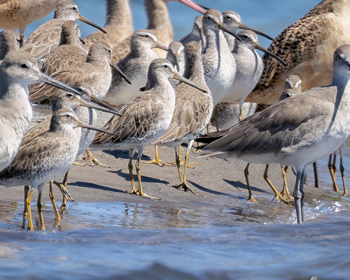Short-billed Dowitcher (Limnodromus griseus)