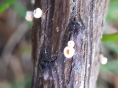 Lachnellula occidentalis