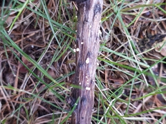 Lachnellula occidentalis