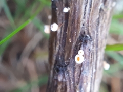 Lachnellula occidentalis