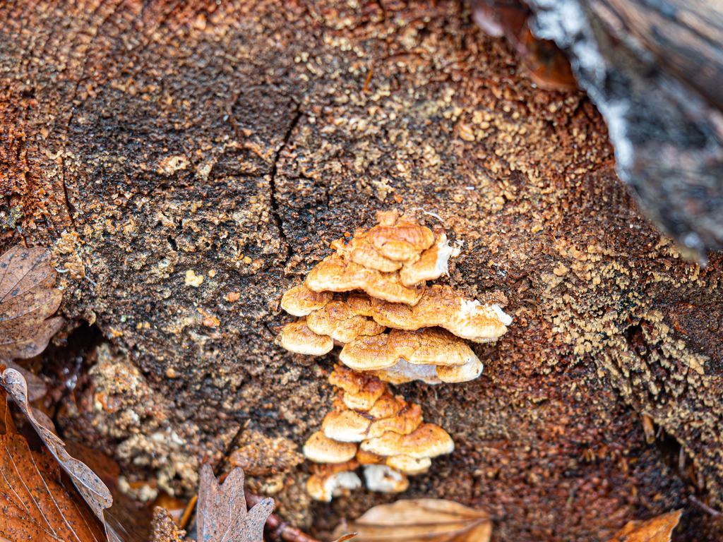 Fomitopsis serialis · February 2026 · photo: © rainerburkard (iNaturalist, cc-by)
