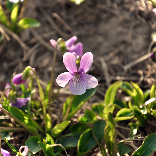 Image of Viola prionantha by (c) Yi CHEN, some rights reserved (CC BY)