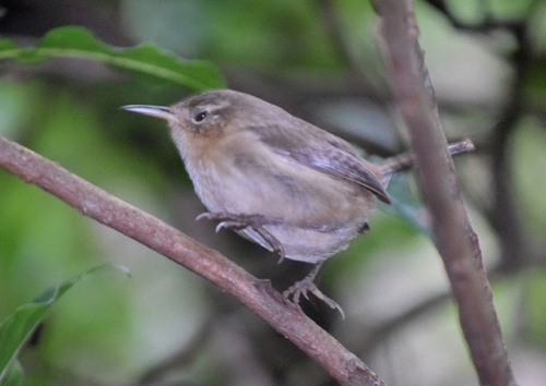 Socorro Wren (Troglodytes sissonii), photo 10