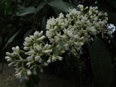 Miconia trinervia