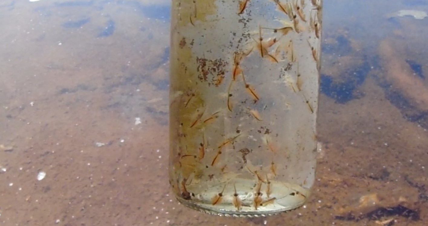 Artemia monica Verrill, 1869