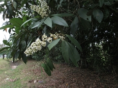 Miconia trinervia