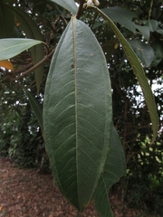 Miconia trinervia