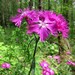 Dianthus × courtoisii - Photo (c) Aleksandr Ebel, alguns direitos reservados (CC BY-NC)