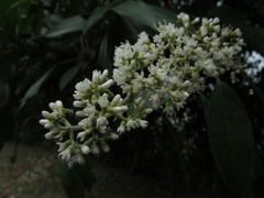 Miconia trinervia