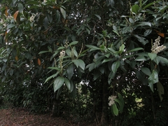 Miconia trinervia