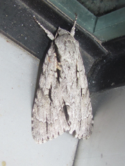 Acronicta texana