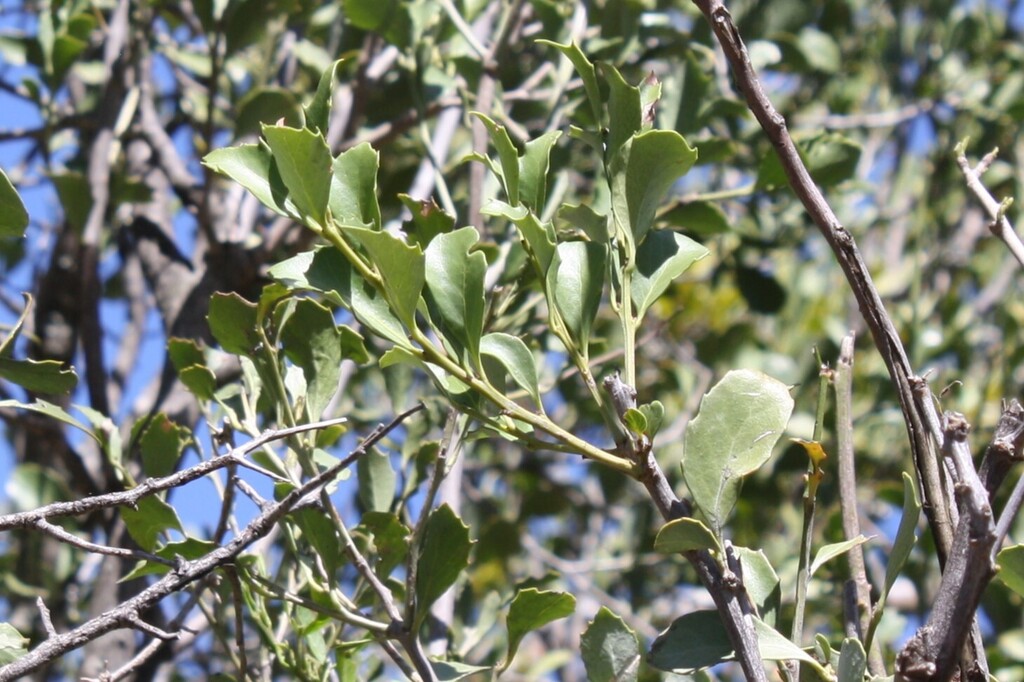Kuto Tree Koko Tree from Sarah Baartman District Municipality, South Africa on ...
