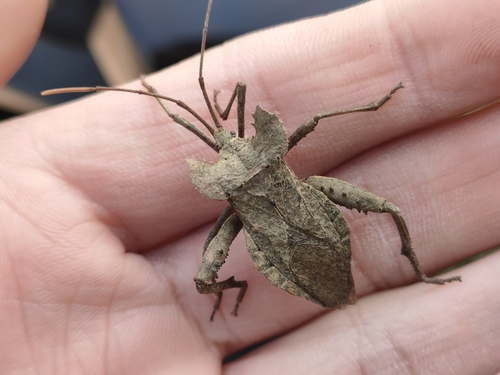 Molipteryx lunata
