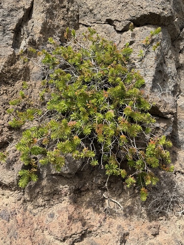Allagopappus canariensis, photograph 5