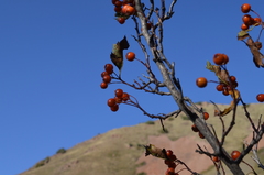 Crataegus knorringiana