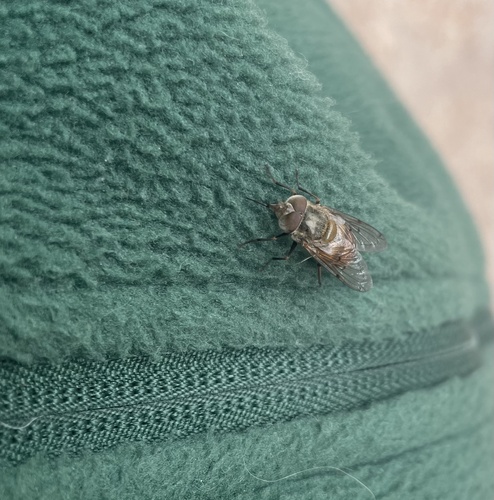 Unknown species found near Springs Preserve, Las Vegas, NV, US