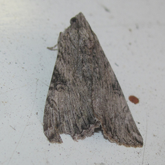 Melipotis acontioides