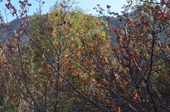 Crataegus knorringiana