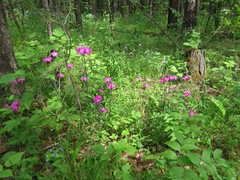 Dianthus × courtoisii