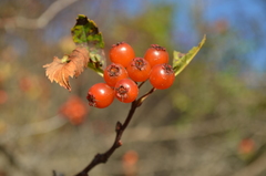Crataegus knorringiana