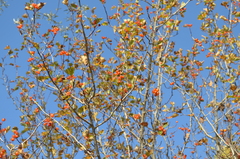 Crataegus knorringiana