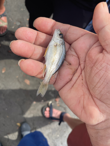 Burro grunt (Pomadasys crocro) — Haemulidae — 5