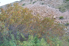 Crataegus knorringiana