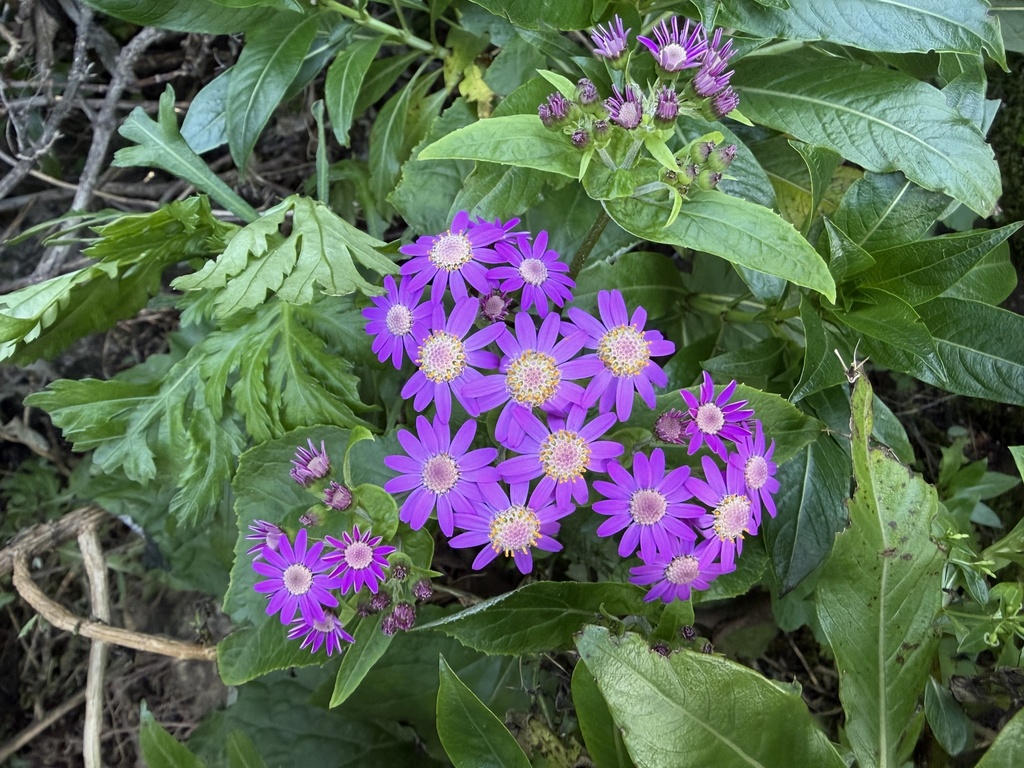 Pericallis steetzii; photograph author not stated, no rights reserved