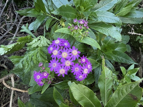 Pericallis steetzii, photograph 4