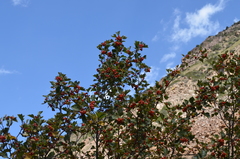 Crataegus knorringiana