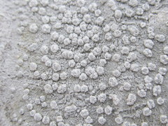 Lepra trachythallina