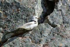 Plectrophenax nivalis nivalis