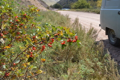Crataegus knorringiana