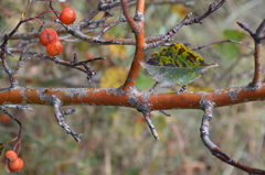 Crataegus knorringiana