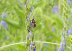 Cauchas leucocerella