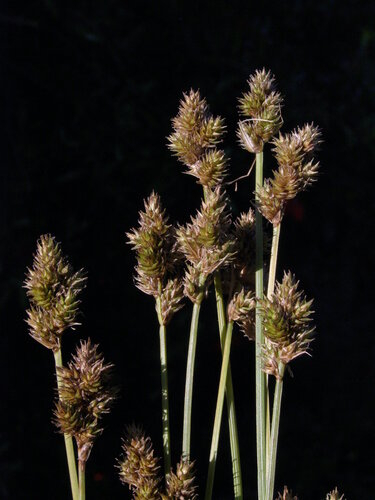 Carex subfusca