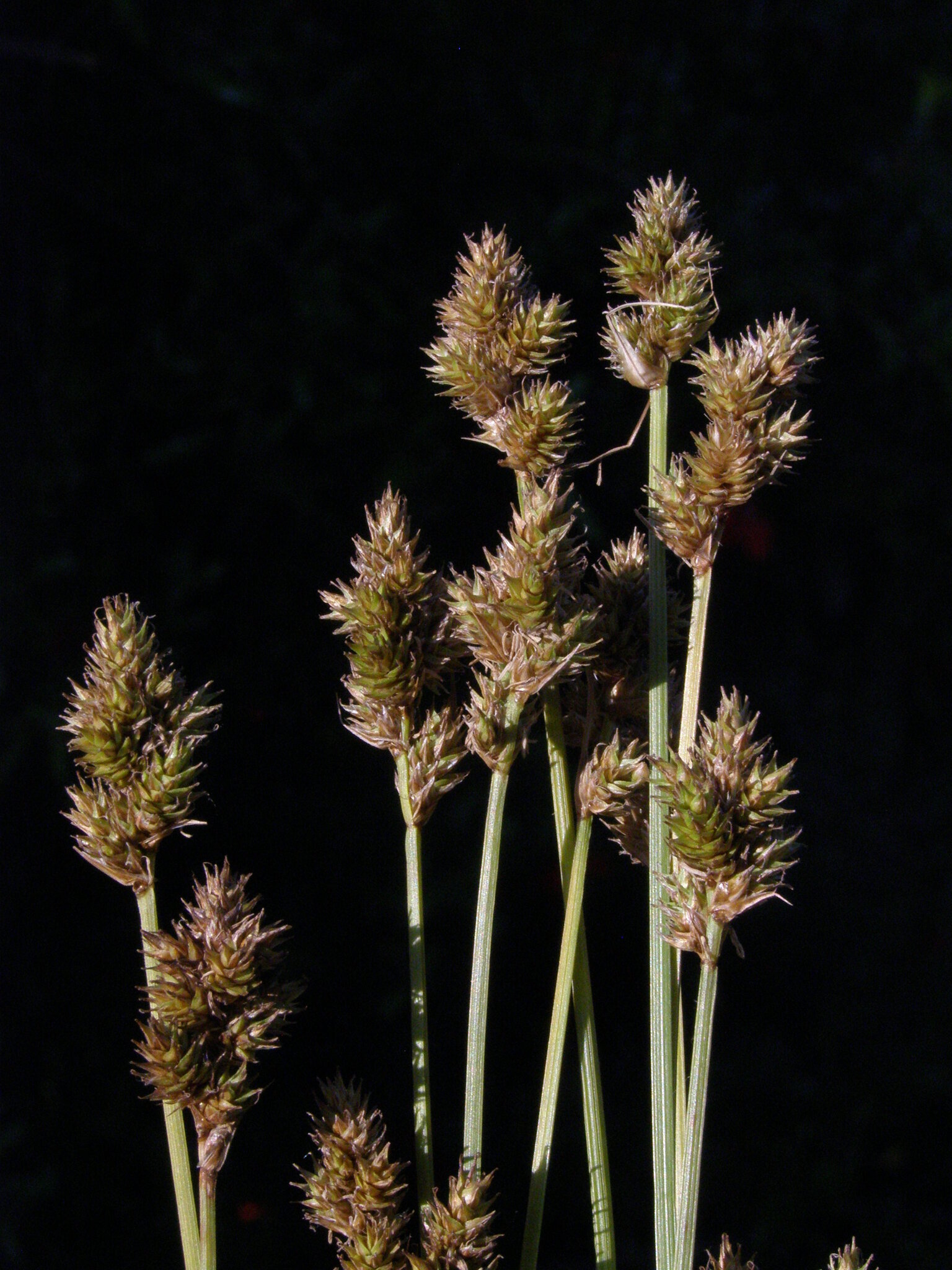 Carex subfusca