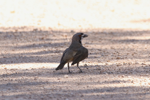 Oreoica gutturalis