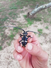 Zographus oculator