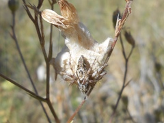 Oxyopes heterophthalmus