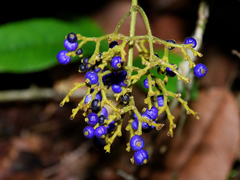 Palicourea solitudinum