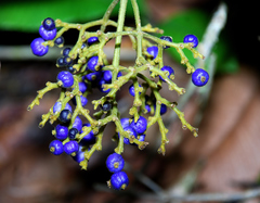 Palicourea solitudinum