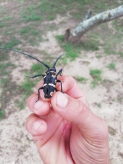 Zographus oculator