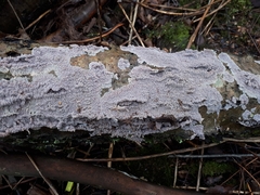 Phlebia rufa