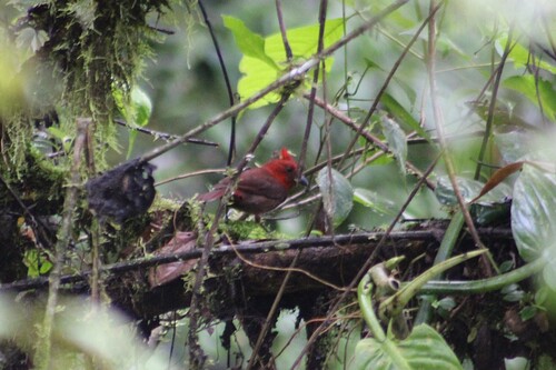 Crested Ant Tanager (Driophlox cristata), photo 6