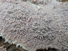 Phlebia rufa
